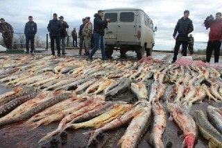 Суд в Дербенте осудил мужчину за незаконный оборот осетровых