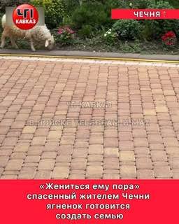 Ягненок по имени Дикий готовится к свадьбе в Чечне